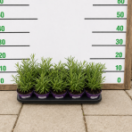 Levanduľa úzkolistá (Lavandula angustifolia) ´HIDCOTE´  kont. C1L